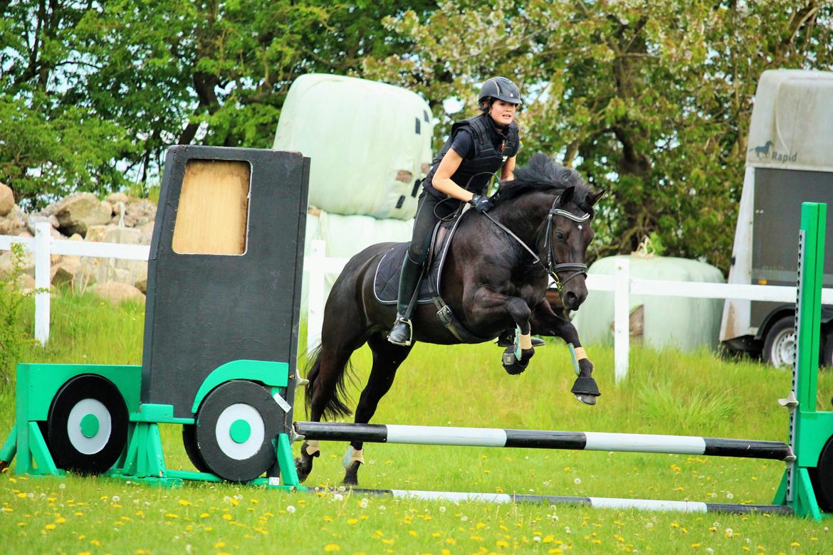 New Forest Hallinds Kaiser - Kaiser springer med Cille for 2. gang  billede 14