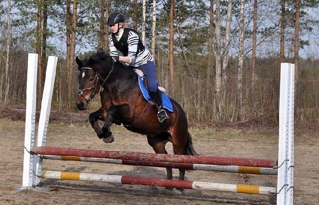 Hollandsk Sportspony Beauty For Bell billede 30