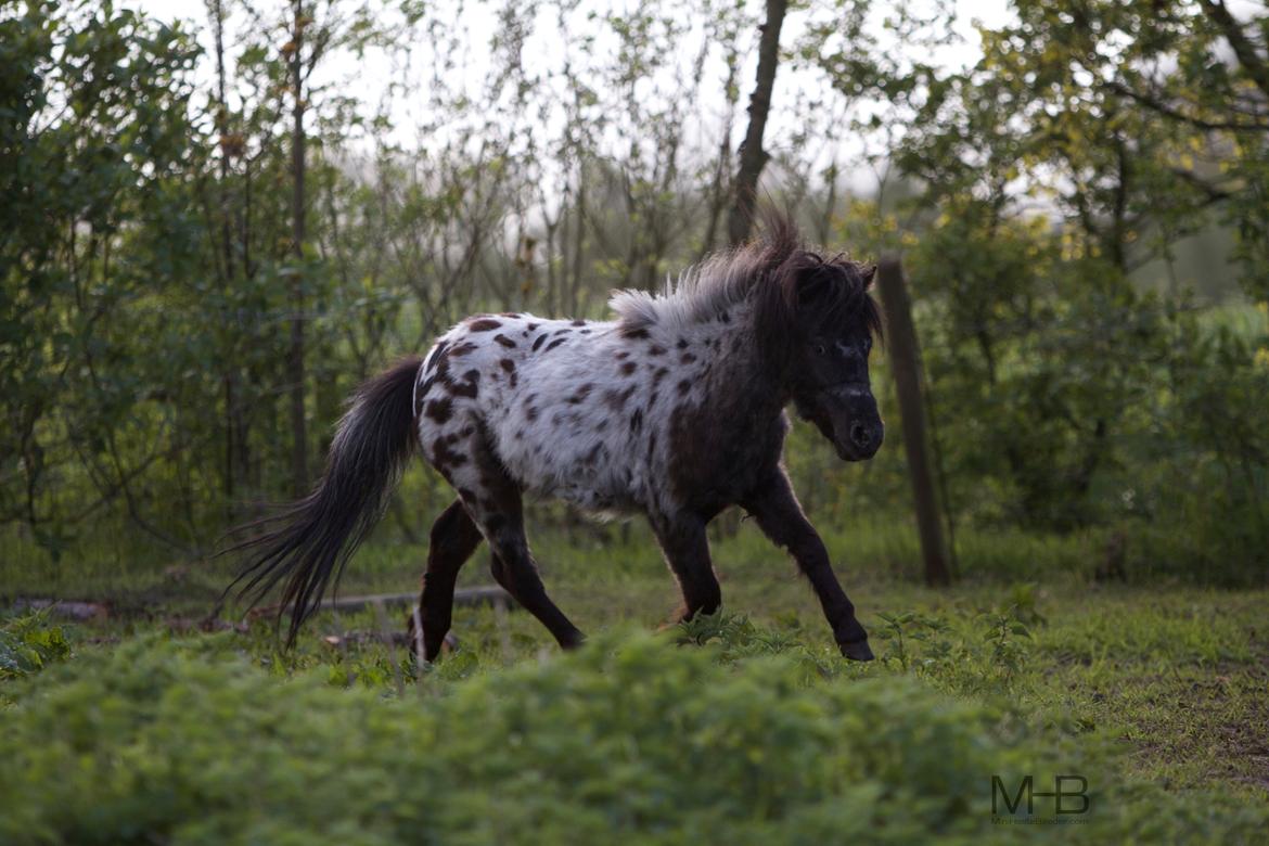 Knabstrupper Kragheredens Magnificent Cirocco billede 5