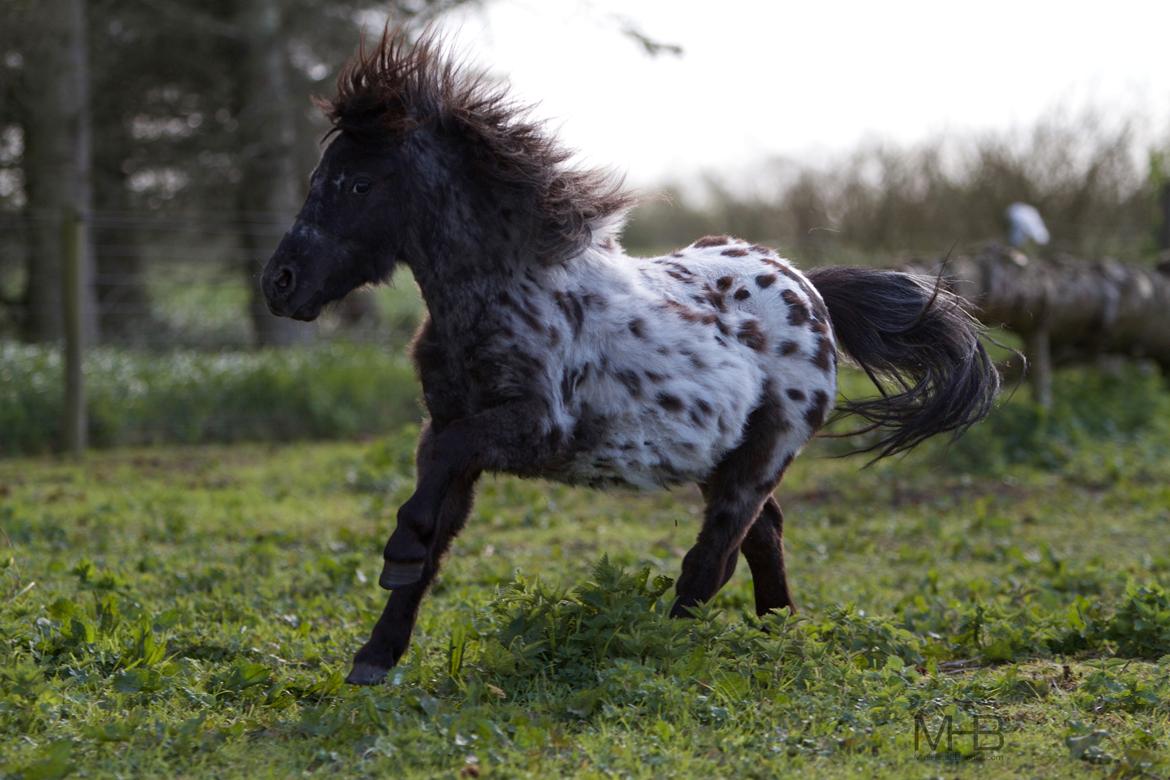 Knabstrupper Kragheredens Magnificent Cirocco billede 9