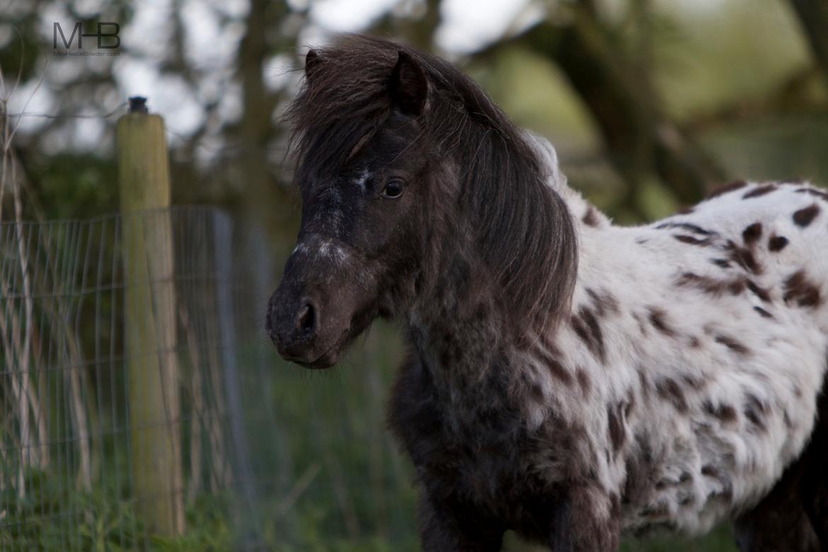 Knabstrupper Kragheredens Magnificent Cirocco billede 7