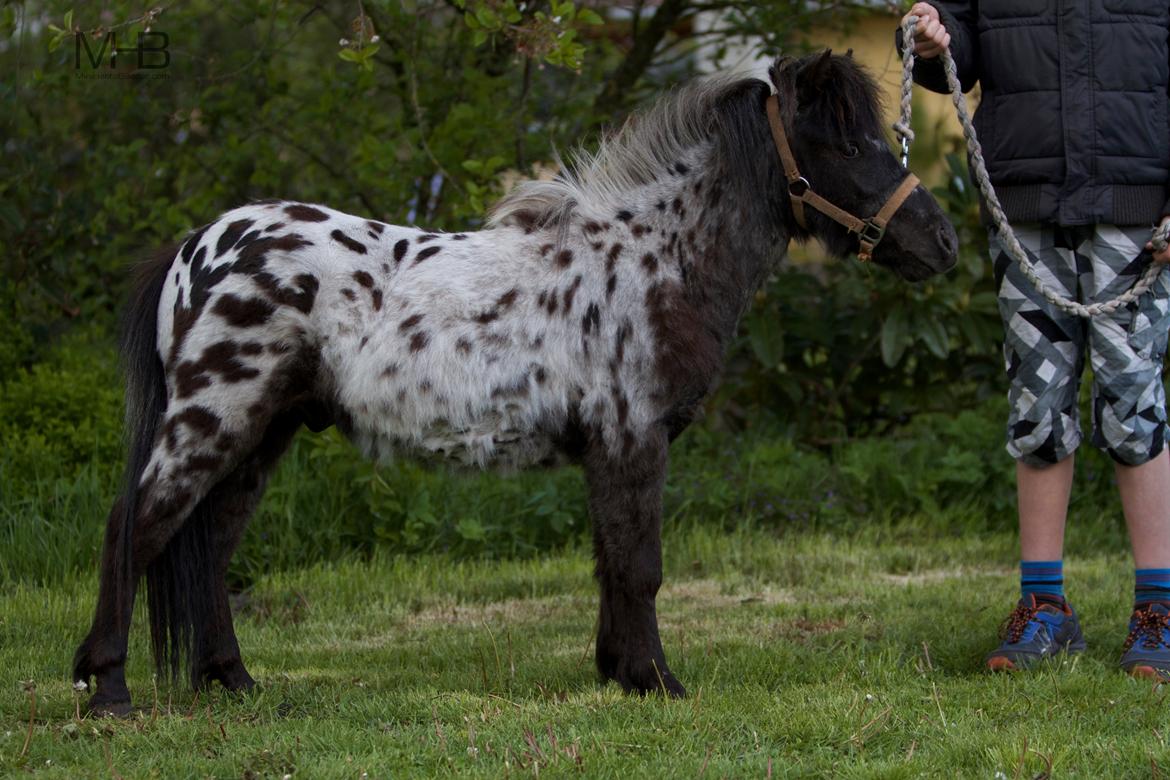 Knabstrupper Kragheredens Magnificent Cirocco billede 1