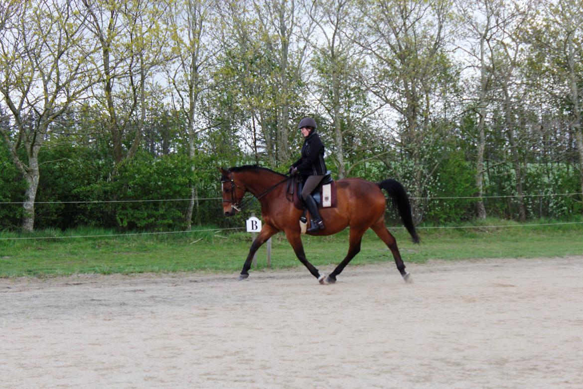 Dansk Varmblod Klostervangs nautilus billede 7