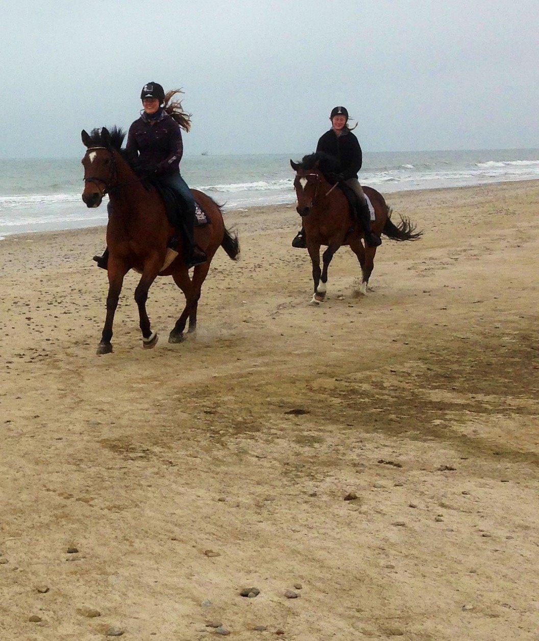 Dansk Varmblod Klostervangs nautilus billede 10
