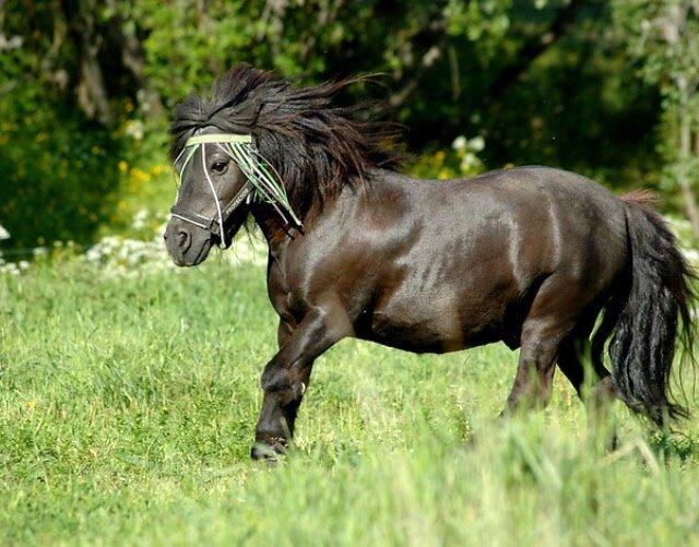 Shetlænder Hamilton <3 billede 16