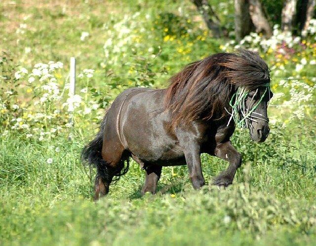 Shetlænder Hamilton <3 billede 14