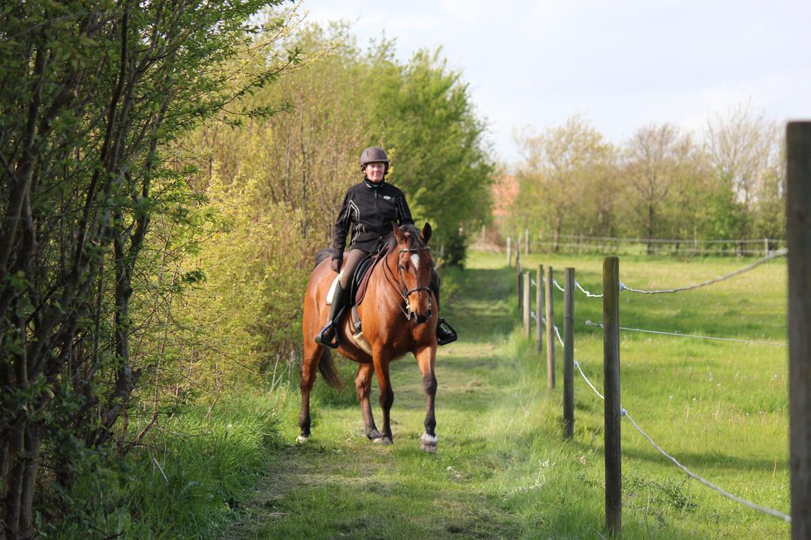 Dansk Varmblod Klostervangs nautilus billede 9
