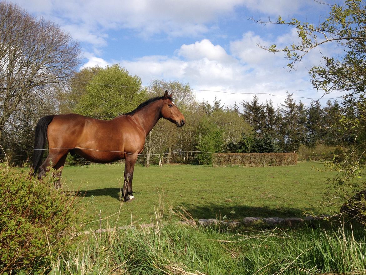 Dansk Varmblod Klostervangs nautilus billede 4