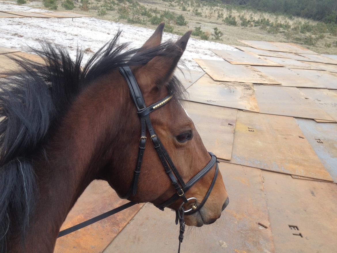 Dansk Varmblod Klostervangs nautilus billede 5