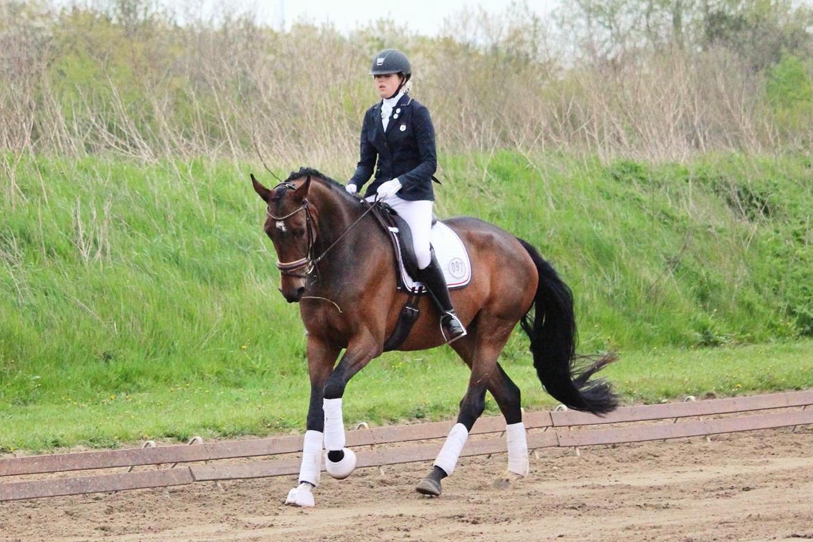 Dansk Varmblod Aalykkes Raffinessa - Første C-stævne. GRK billede 14