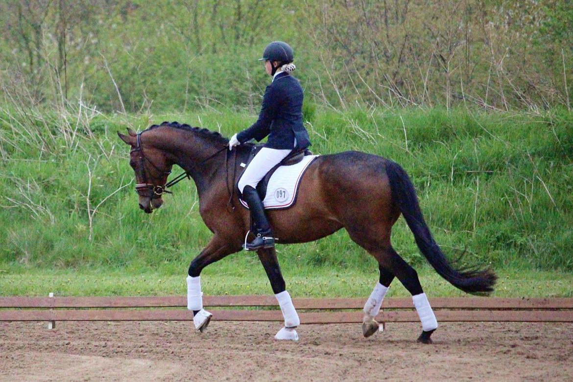 Dansk Varmblod Aalykkes Raffinessa - Første C-stævne. GRK billede 15