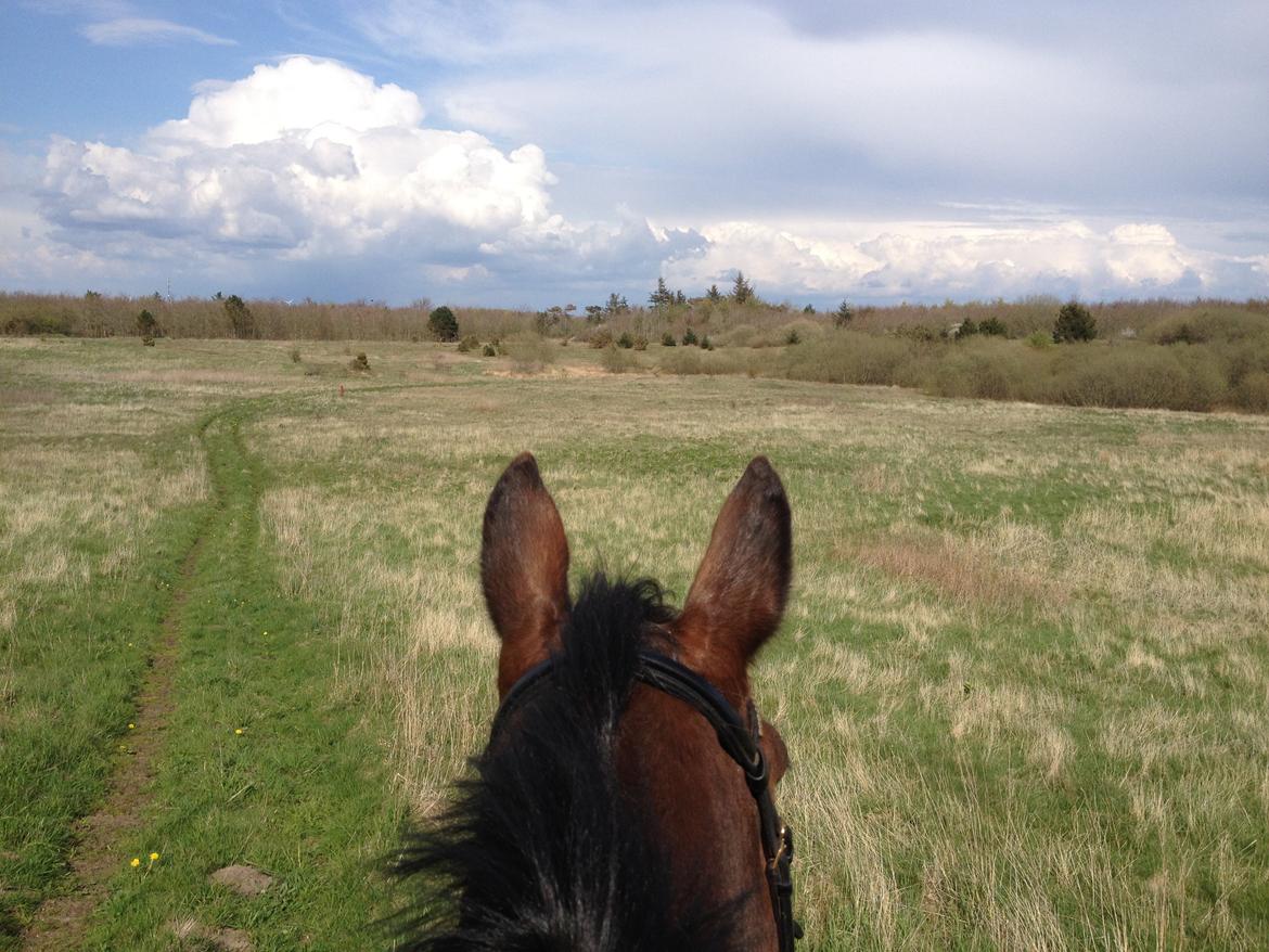 Dansk Varmblod Klostervangs nautilus billede 17