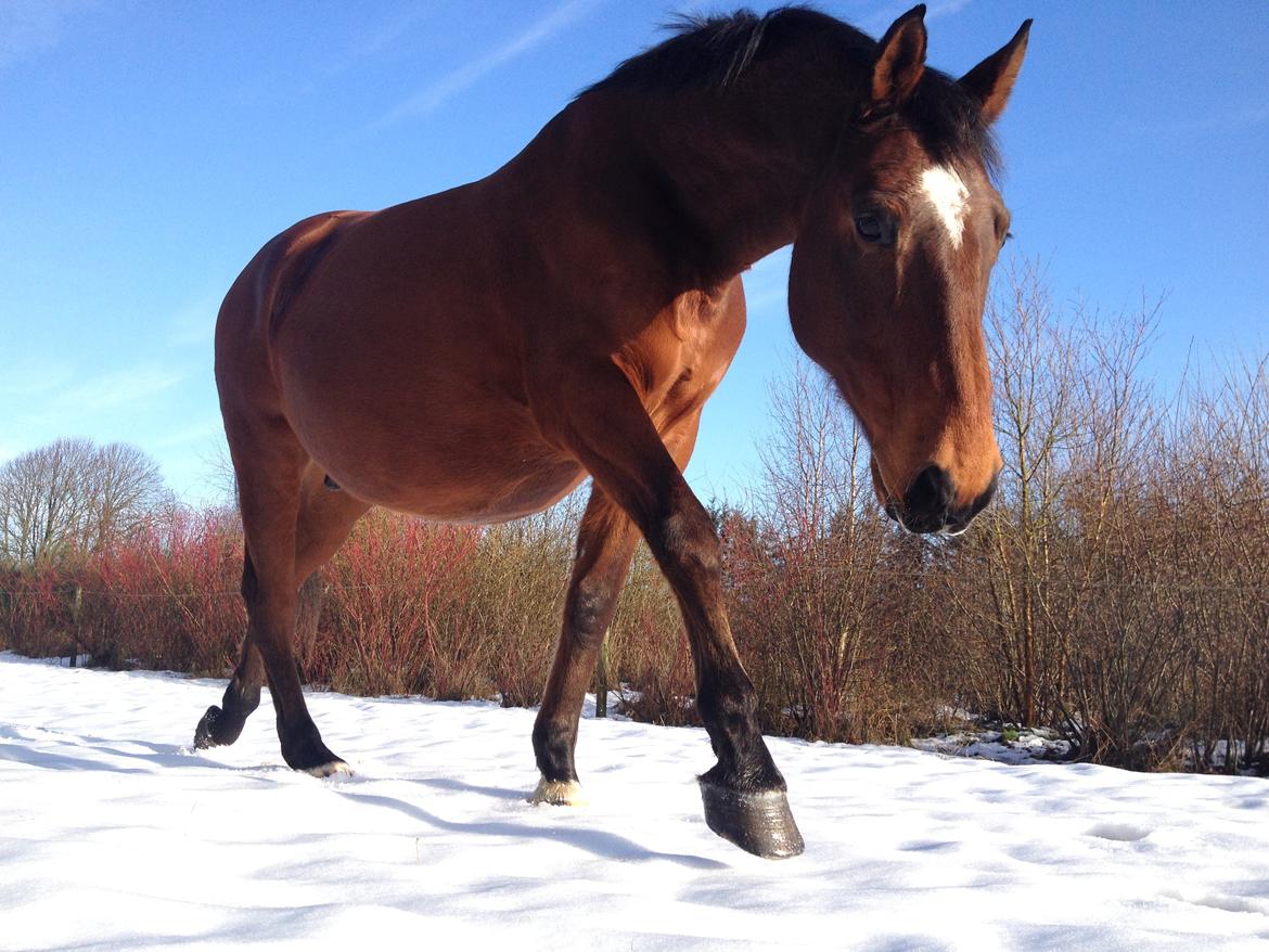 Dansk Varmblod Klostervangs nautilus billede 16