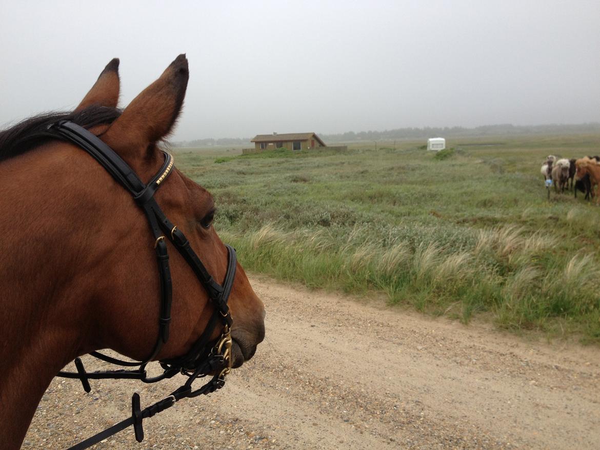 Dansk Varmblod Klostervangs nautilus billede 11