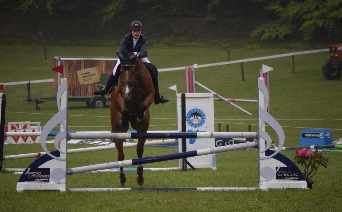 Dansk Varmblod HOLMGÅRDS QUILET billede 18