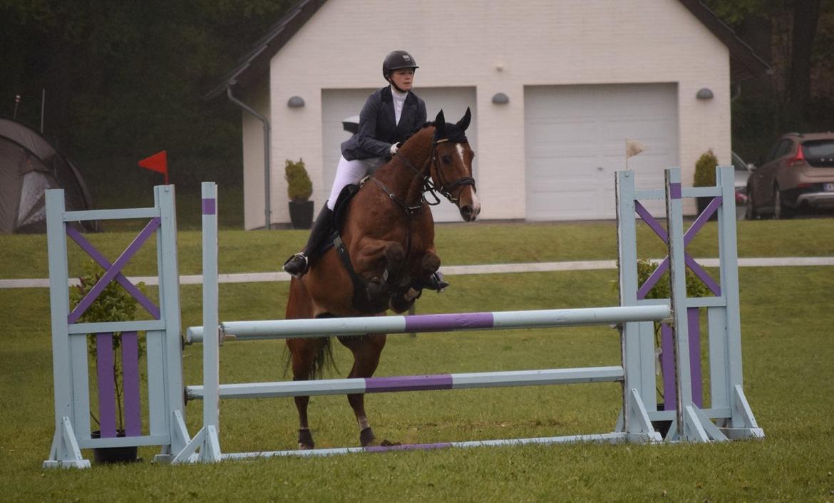 Dansk Varmblod HOLMGÅRDS QUILET billede 1