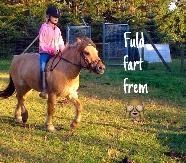 Anden særlig race Fjølner billede 7