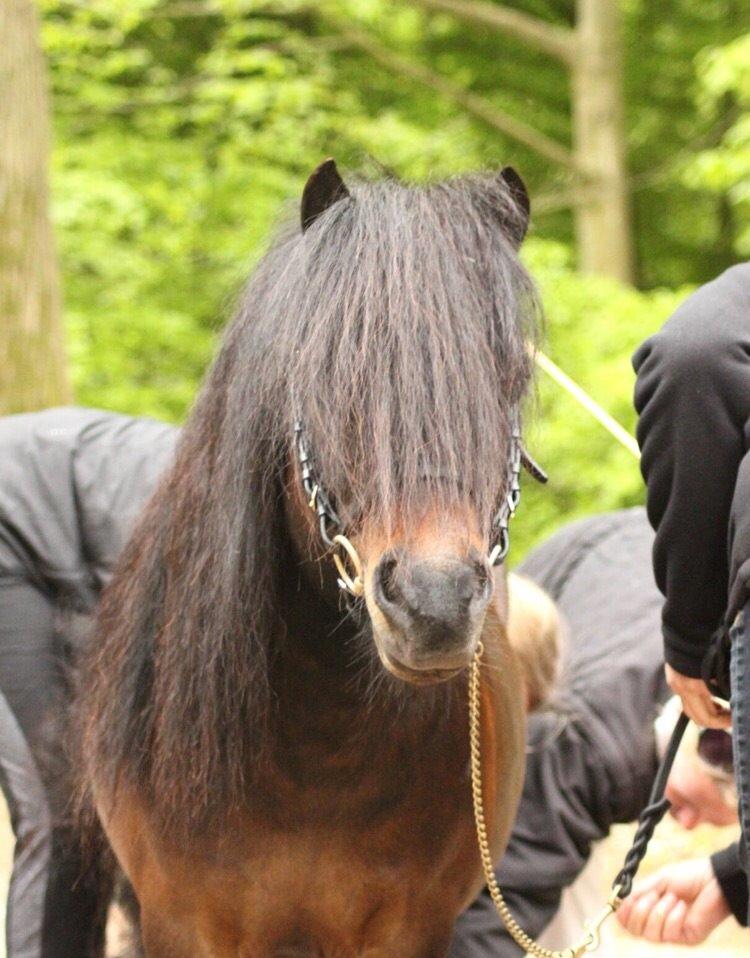 Shetlænder Dalbo's Warrior RIP 7/12-2016 billede 4