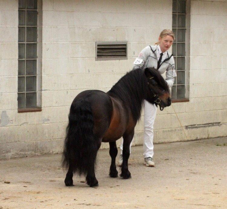 Shetlænder Dalbo's Warrior RIP 7/12-2016 billede 13