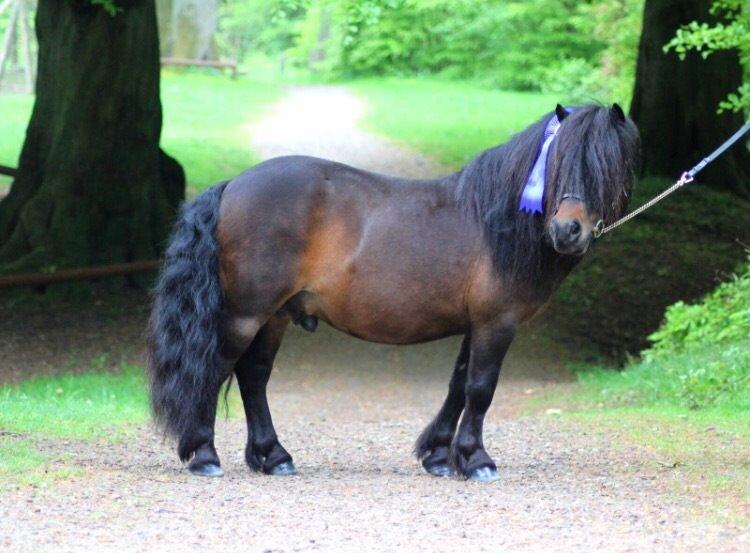 Shetlænder Dalbo's Warrior RIP 7/12-2016 billede 27