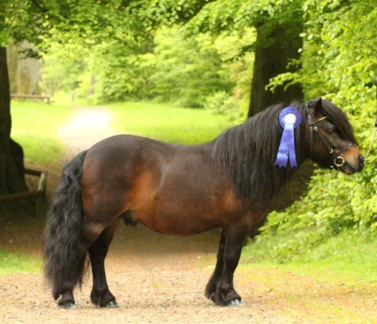 Shetlænder Dalbo's Warrior RIP 7/12-2016 billede 30