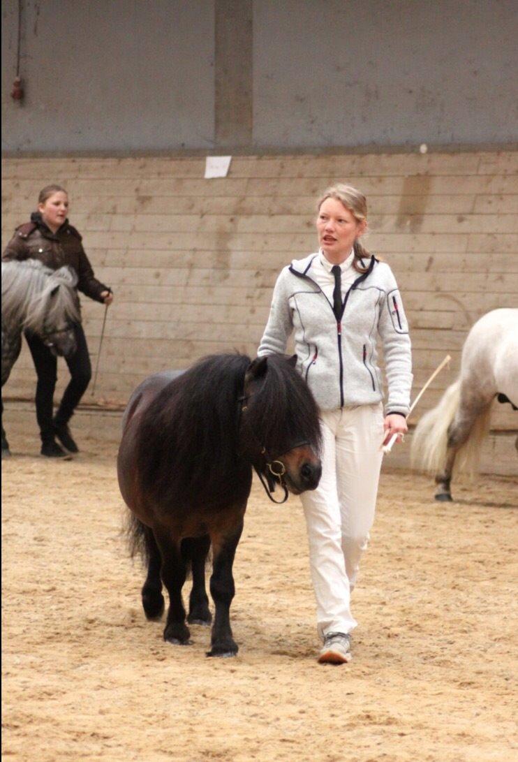 Shetlænder Dalbo's Warrior RIP 7/12-2016 billede 6