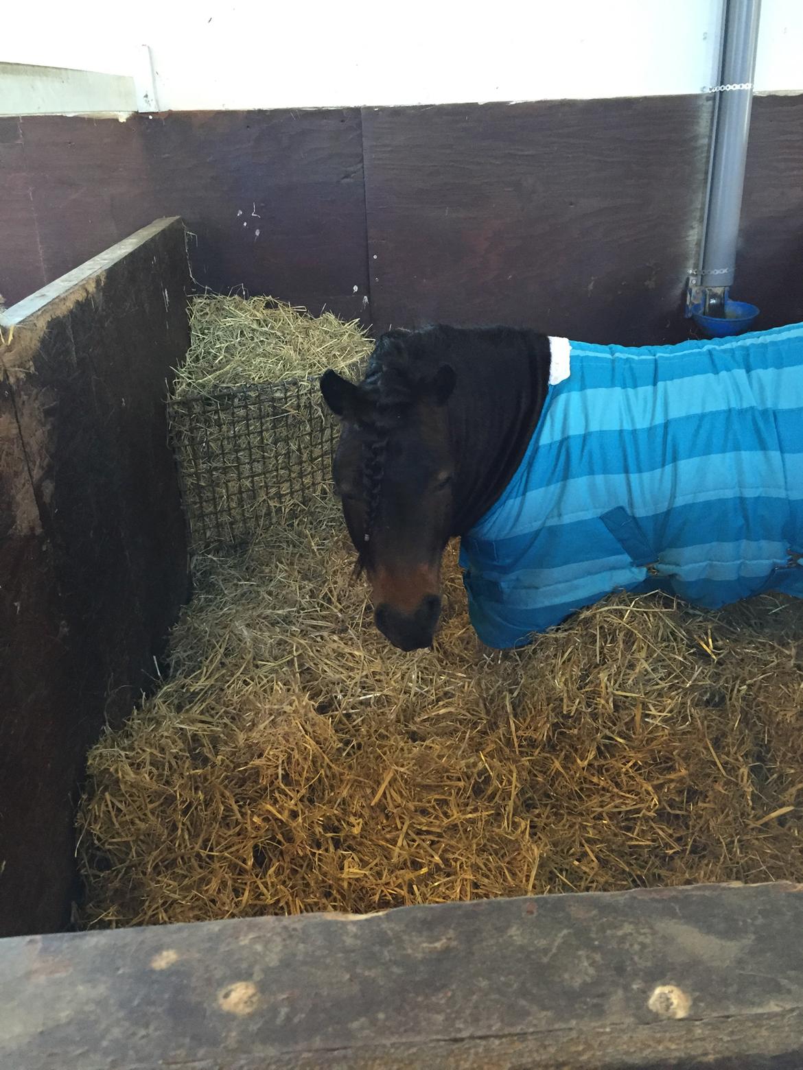 Shetlænder Dalbo's Warrior RIP 7/12-2016 billede 37