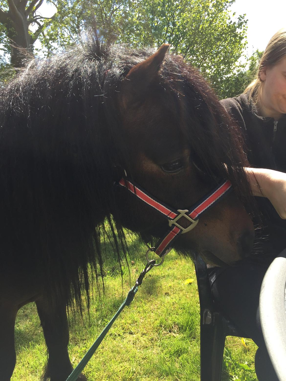 Shetlænder Dalbo's Warrior RIP 7/12-2016 billede 32