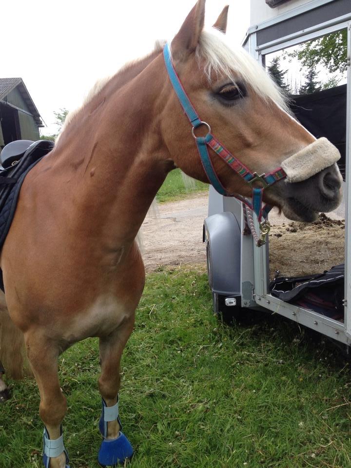 Haflinger Blue Star <3 - bæbse billede 18