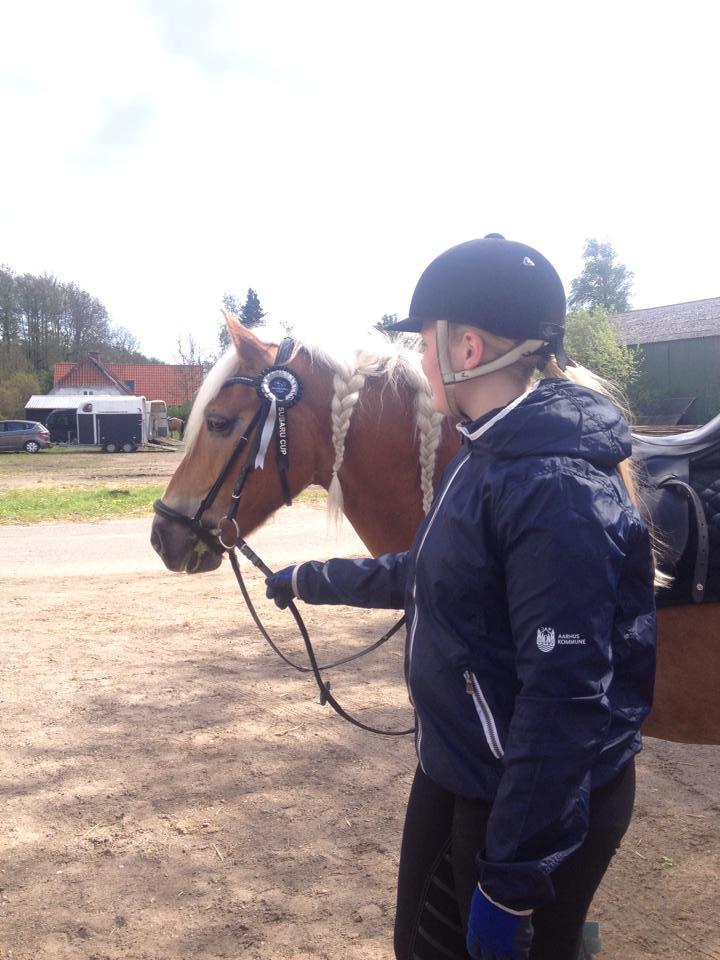 Haflinger Blue Star <3 - Fiiine pony!! (: billede 13