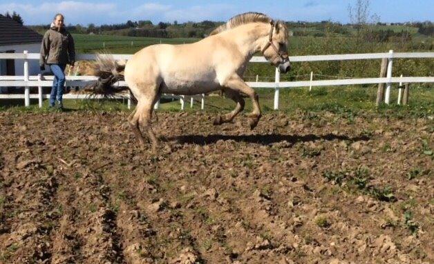 Fjordhest Munkegårdens sille billede 2