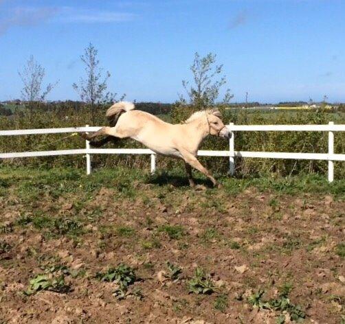Fjordhest Munkegårdens sille billede 3