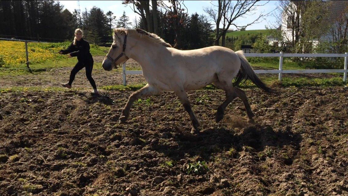 Fjordhest Munkegårdens sille billede 1