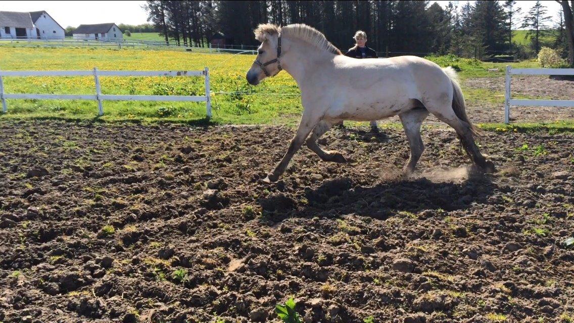Fjordhest Munkegårdens sille billede 4