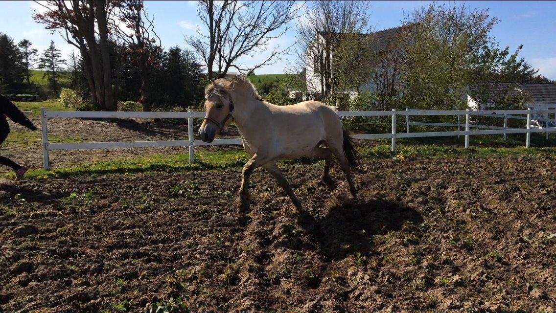 Fjordhest Munkegårdens sille billede 5