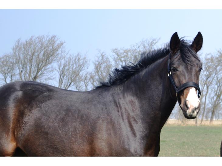 {{currentPhoto.altText}} billede {{currentPhoto.number}}