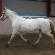 Knabstrupper Jollys Golden Sun Spot