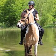 Anden særlig race Amigo 