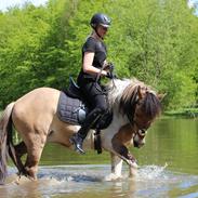 Anden særlig race Amigo 