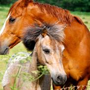 Anden særlig race Topper