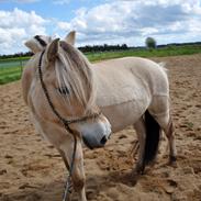 Fjordhest Egelunds Finella