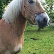 Tyroler Haflinger Mistery<3