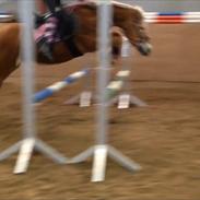 Haflinger Kim Van De Mini Hoeve