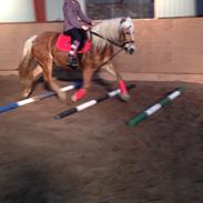 Haflinger Kim Van De Mini Hoeve