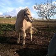 Fjordhest Casper Af Landly