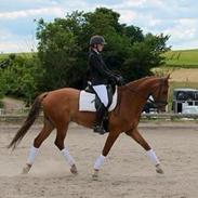 Dansk Varmblod tunebjergs gabriel De R