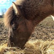 Islænder Anastasia fra Maabo Hestecenter