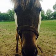 Islænder Anastasia fra Maabo Hestecenter