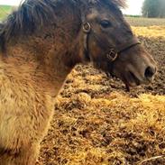 Islænder Anastasia fra Maabo Hestecenter
