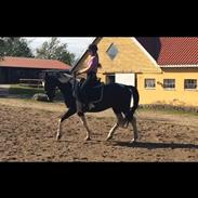 Hollandsk Sportspony Kees